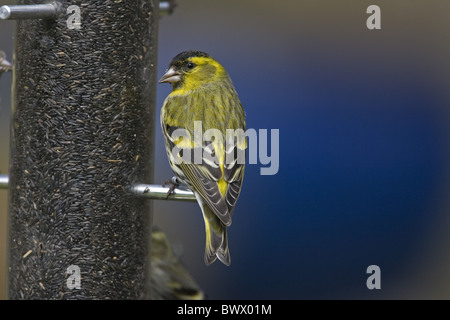 Eurasische Zeisig (Zuchtjahr Spinus) Männchen, Fütterung in Niger Samen Feeder, Norfolk, England Stockfoto