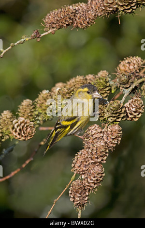 Eurasische Zeisig (Zuchtjahr Spinus) Männchen ernähren sich von Samen aus Lärche Kegel, England, März Stockfoto