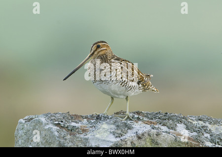 Gemeinsamen Snipe (Gallinago Gallinago) Erwachsenen, stehend auf Trockenmauern Wand, Teesdale, County Durham, England Stockfoto