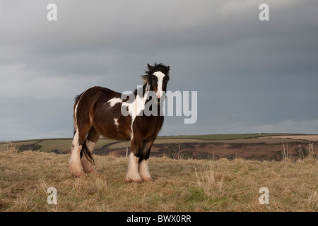 Welsh Pony im Acker in Wales, UK Stockfoto