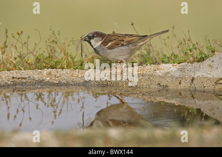 Haussperling (Passer Domesticus) Männchen, trinken am Pool, Spanien Stockfoto