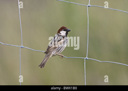 Spanisch-Spatz (Passer Hispaniolensis) erwachsenen männlichen, thront auf Draht Zaun, Extremadura, Spanien, Mai Stockfoto