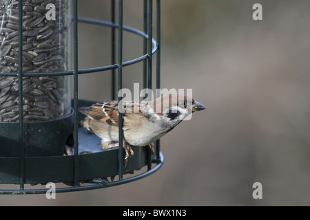 Eurasische Tree Sparrow Passer montanus Stockfoto