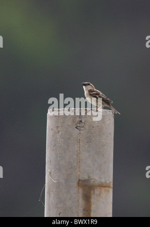 Erwachsenes Weibchen das rotbraune Spatz (Passer Rutilans), thront auf konkrete Post, in der Nähe von Peking, China, Mai Stockfoto