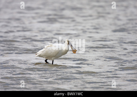 Eurasische Löffler (Platalea Leucorodia) Sub Erwachsener, Fütterung auf Stichling in Wasser, Cley, Norfolk, England Stockfoto