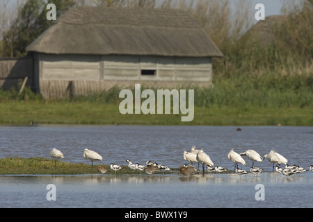 Eurasische Löffler (Platalea Leucorodia), eurasische Säbelschnäbler und Uferschnepfe, strömen Schlafplatz, Cley Marshes, Cley-Next-the-Sea, Norfolk, England Stockfoto