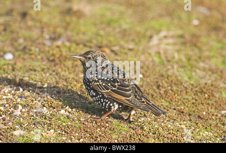 Gemeinsamen Starling (Sturnus Vulgaris) Erwachsene, Winterkleid, auf Anhöhe, Norfolk, England Stockfoto
