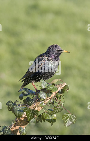 Gemeinsamen Starling (Sturnus Vulgaris) Männchen, Frühling Gefieder, thront am Efeu bedeckt Branch, England, März Stockfoto