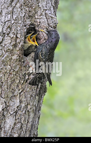 Gemeinsamen Starling (Sturnus Vulgaris) Erwachsenen, jungen im Nest, Nesthole in Erle Baumstamm, Staffordshire, England, füttert kann Stockfoto