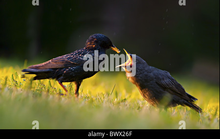 Gemeinsamen Starling (Sturnus Vulgaris) Erwachsenen Fütterung Küken, auf der Wiese im Garten am Abend Sonnenlicht, England, Frühling Stockfoto