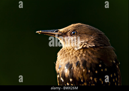 Gemeinsamen Starling (Sturnus Vulgaris) unreif, Nahaufnahme des Kopfes, England Stockfoto