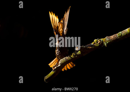 Gemeinsamen Starling (Sturnus Vulgaris)-Juvenile, Flügel, ausbreitet Hintergrundbeleuchtung bei Sonnenaufgang, England Stockfoto