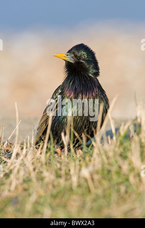 Gemeinsamen Starling (Sturnus Vulgaris) Männchen im Sommer Gefieder, stehend auf dem Rasen, Suffolk, England Stockfoto