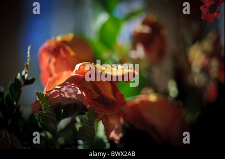 Eine rote rose verwelkt Stockfoto