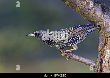 Gemeinsamen Starling (Sturnus Vulgaris) Erwachsenfrau, Winterkleid, thront auf Baum im Garten, Warwickshire, England, winter Stockfoto