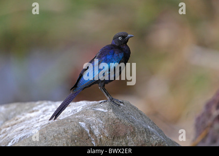 Rueppell glänzend-Starling (Glanzstare Purpuropterus) Erwachsenen, auf Felsen, Awash Nationalpark, Afar-Region, Äthiopien, april Stockfoto