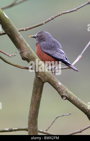 Kastanien-angebundene Starling (Sturnus Malabaricus Malabaricus) Erwachsene, thront auf Zweig, Koshi Tappu, Nepal, Januar Stockfoto