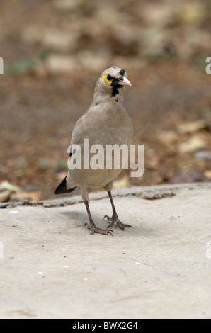 Wattled Starling (Creatophora Cinerea) Männchen, in Zucht Gefieder, auf Anhöhe, Äthiopien, april Stockfoto