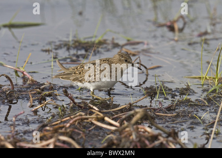 Temminck Stint (Calidris Temminckii) Erwachsenen, Nahrungssuche in Wasser, Varangerfjord, Finnmark, Norwegen Stockfoto