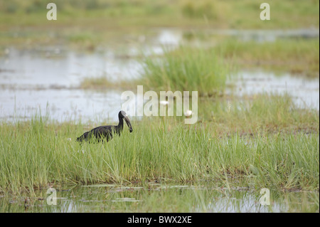 Afrikanische Open-billed Stork (Anastomus Lamelligerus) Erwachsenen, Fütterung im Feuchtgebiet, Kwando, Linyanti, Botswana Stockfoto