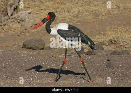 Sattel – abgerechnet Stork (Nahrung Senegalensis) Männchen, Wandern im trockenen Flussbett, Botswana Stockfoto