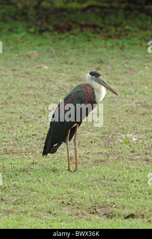 Wollig-necked Storch (Ciconia Episcopus) Erwachsenen, Yala West N.P., SriLanka Stockfoto