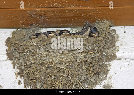 Rauchschwalbe Hirundo rustica Stockfoto