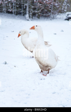 Weiße Hausgänse Embden oder Bremen Gans, im Schnee, Hampshire, England, Vereinigtes Königreich. Stockfoto