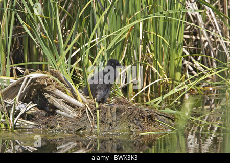 Purpurhuhn (Porphyrio Porhyrio) Stockfoto