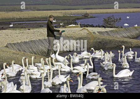 Höckerschwan (Cygnus Olor) Erwachsene, Herde von Swankeeper, Abbotsbury, Dorset, England, Frühling gefüttert Stockfoto