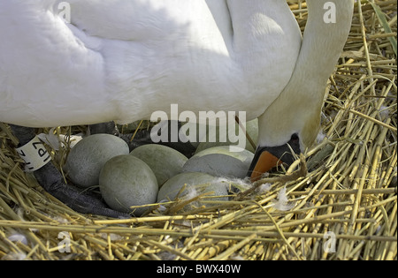 Höckerschwan (Cygnus Olor) Erwachsenen weiblichen, Frühling drehen Eiern im Nest, Abbotsbury, Dorset, England, Stockfoto