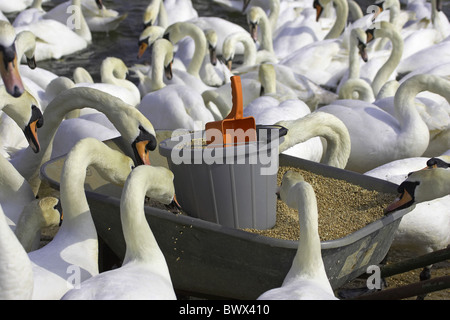 Höckerschwan (Cygnus Olor) Erwachsene, Herde, die Fütterung von Schubkarre, Abbotsbury, Dorset, England, Frühling Stockfoto