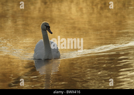 Höckerschwan (Cygnus Olor) Erwachsenen, schwimmen auf nebligen Park-See im morgendlichen Sonnenlicht, Hertfordshire, England, april Stockfoto