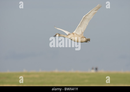 Höckerschwan (Cygnus Olor) unreif, im Flug, Norfolk, England, winter Stockfoto