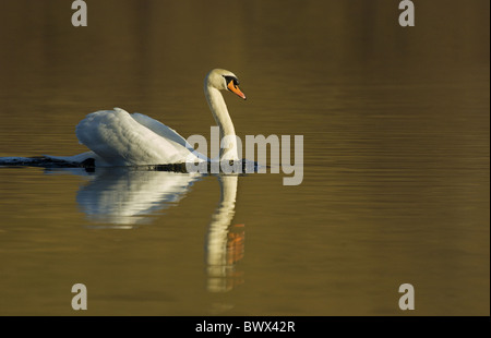 Höckerschwan (Cygnus Olor) Erwachsene, Schwimmen, Loch Arthur, Dumfries and Galloway, Schottland, winter Stockfoto