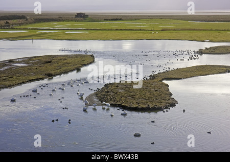 Whooper Schwan Cygnus cygnus Stockfoto