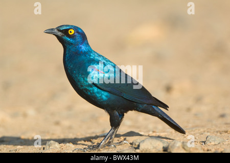 Cape glänzend Starling Glanzstare Nitens Krüger Nationalpark in Südafrika Stockfoto