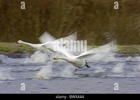 Whooper Schwan (Cygnus Cygnus) zwei Erwachsene, Ausziehen aus Wasser, Caerlaverock, Dumfries, Schottland, winter Stockfoto