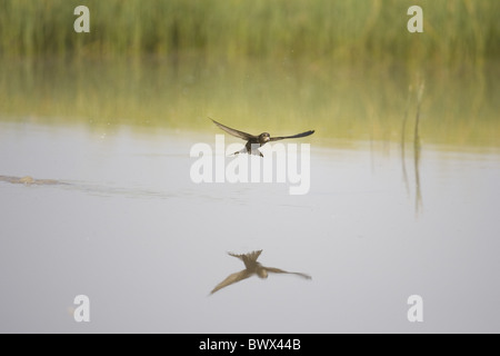 Gemeinsamen Swift (Apus Apus) Erwachsenen, trinken im Flug, Spanien Stockfoto