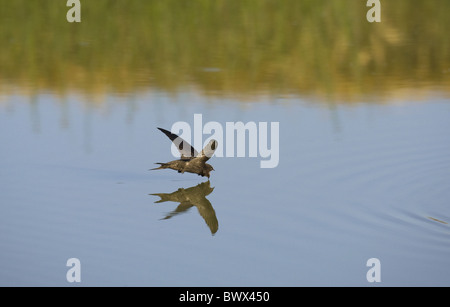 Gemeinsamen Swift (Apus Apus) Erwachsenen, trinken im Flug, Spanien Stockfoto