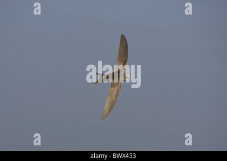 Gemeinsamen Swift (Apus Apus) Erwachsenen während des Fluges, Spanien Stockfoto