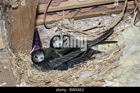 Gemeinsamen Swift (Apus Apus) zwei Küken, Nest bauen, Sussex, England Stockfoto