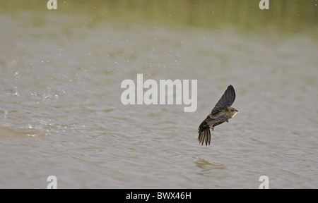 Gemeinsamen Swift (Apus Apus) Erwachsenen, im Flug über Wasser, trinken, Spanien Stockfoto