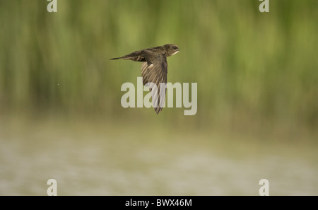 Gemeinsamen Swift (Apus Apus) Erwachsenen, im Flug über Wasser, trinken, Spanien Stockfoto