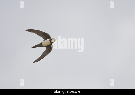 Alpine Swift (Apus Melba) Erwachsenen, auf der Flucht, Migration, Tarifa, Cádiz, Andalusien, Südspanien, Herbst Stockfoto