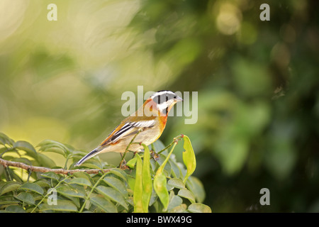 Streifen-headed Tanager (Spindalis Zena) Männchen, thront auf Zweig, Grand Cayman, Cayman-Inseln Stockfoto