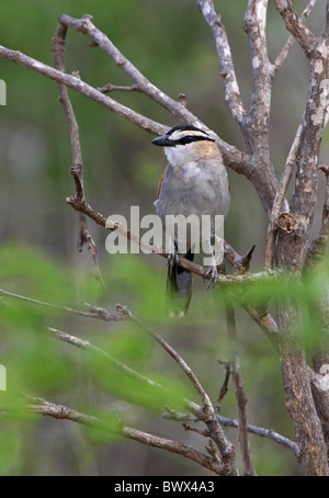 Schwarz-gekrönte Tchagra (Tchagra Senegala Senegala) Erwachsene, thront in Toten Busch, Tsavo West Nationalpark, Kenia, november Stockfoto