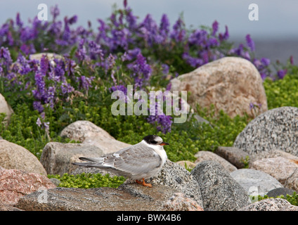 Küstenseeschwalbe (Sterna Paradisea) Juvenile, auf Felsen, getuftet Wicke (Vicia Cracca) blühen im Hintergrund, Finnland, Juli Stockfoto