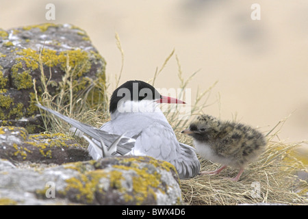 Küstenseeschwalbe (Sterna Paradisea) Erwachsenen mit Küken, sitzen auf Nest mit Blick auf Strand, Inner Farne, Farne Islands, Northumberland, Stockfoto