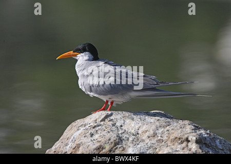 Fluss-seeschwalbe (Sterna Aurantia) Erwachsener, auf Felsen neben Wasser, Ranganathittu, Karnataka, Indien, Februar Stockfoto